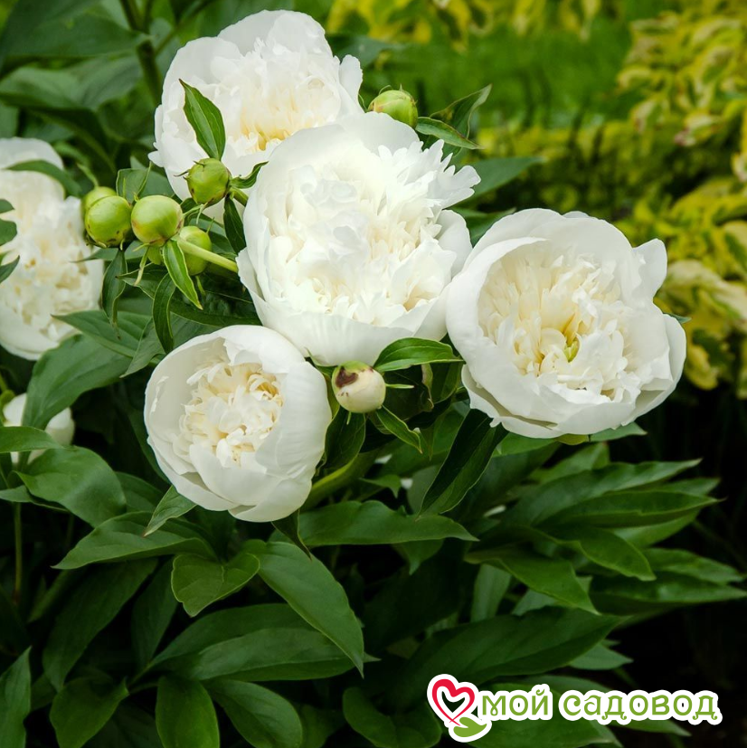 Пион Дюшес де Немур