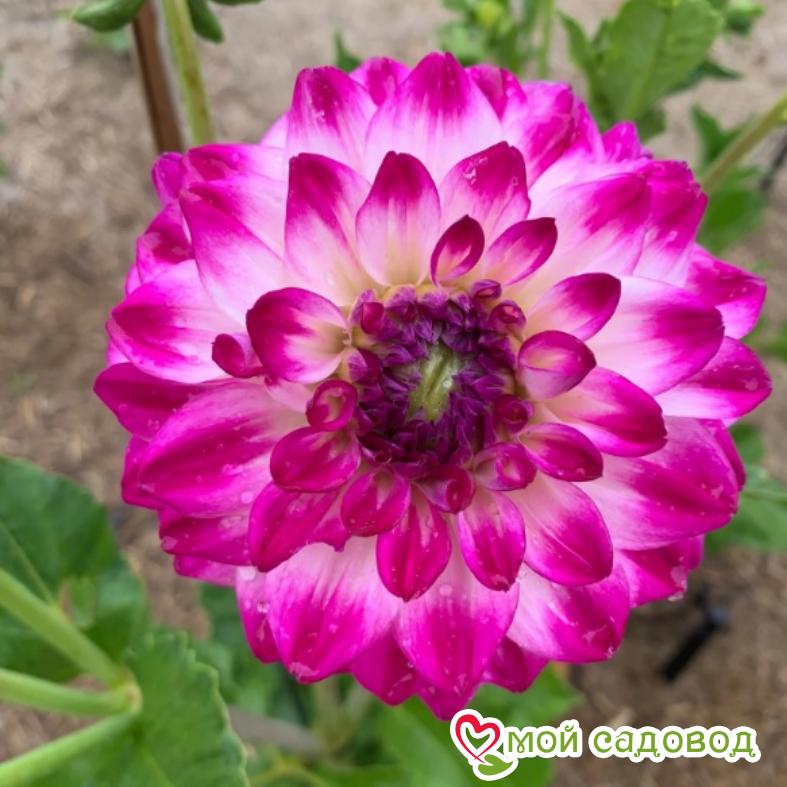 Георгина декоративная Фернклифф Дуо (FERNCLIFF DUO)