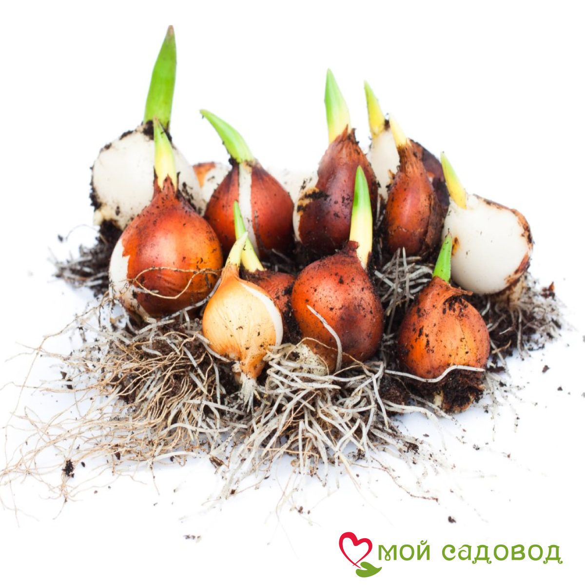 Тюльпан Вельвет Файер