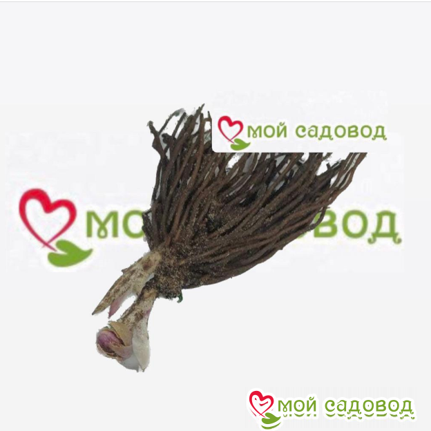 Морозник Фрост Бьюти