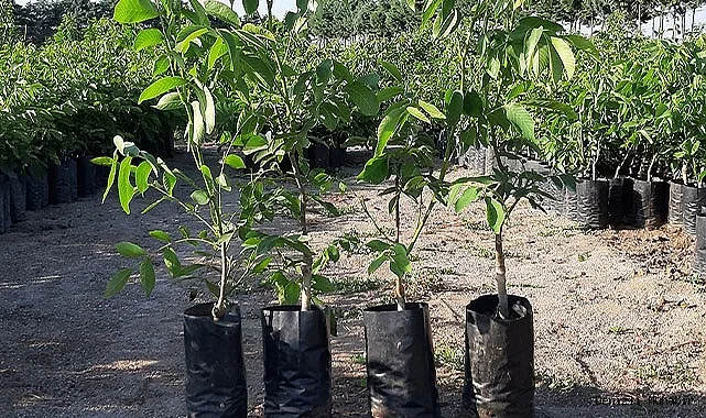 Грецкий Орех Минова